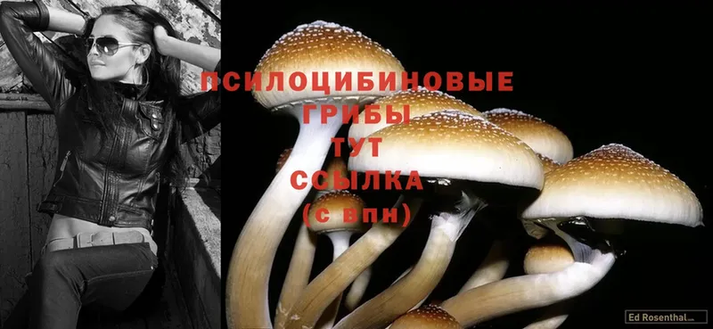 где найти   Берёзовский  Псилоцибиновые грибы Psilocybine cubensis 